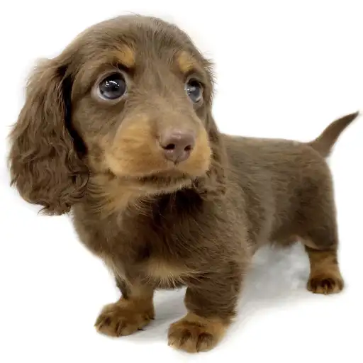 ミニチュア・ダックスフント