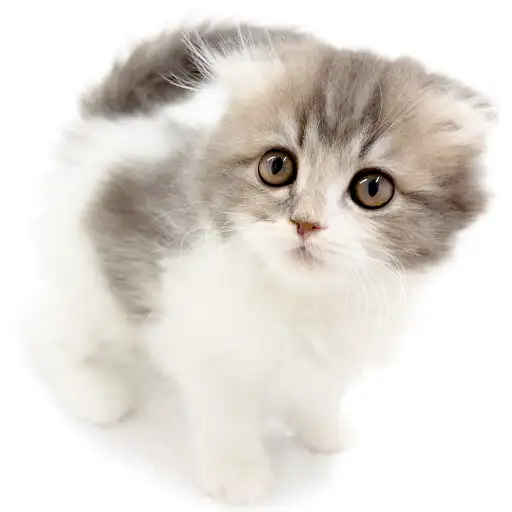 スコティッシュフォールド