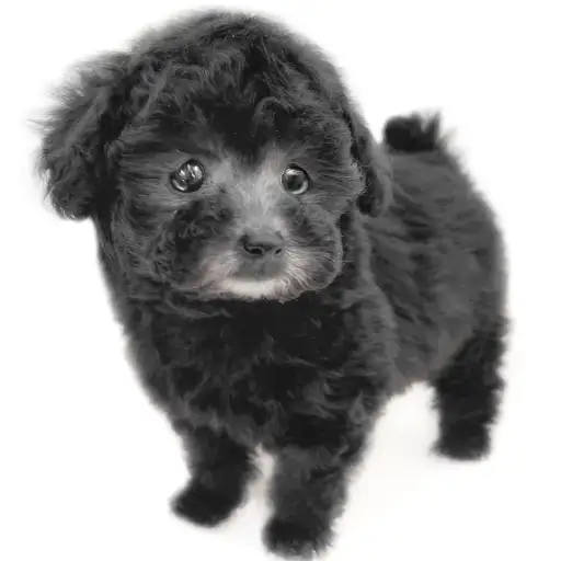 トイ・プードル