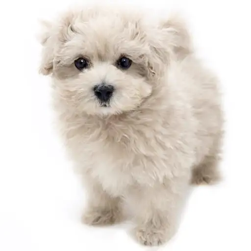 MIX（マルチーズ×トイプードル）