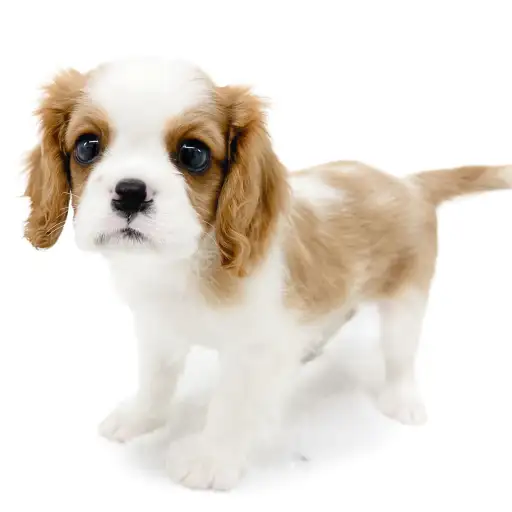 キャバリア・キングチャールズ・スパニエル
