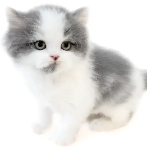 ブリティッシュロングヘア