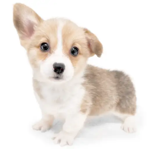 ウェルシュコーギーペンブローク