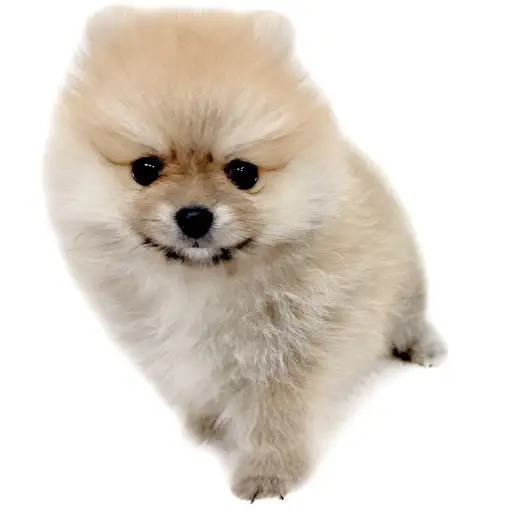 ポメラニアン