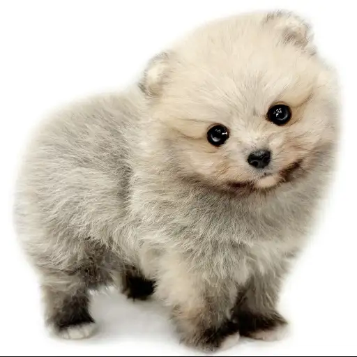 ポメラニアン