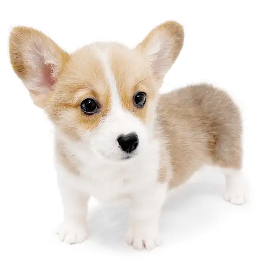 ウェルシュコーギーペンブローク