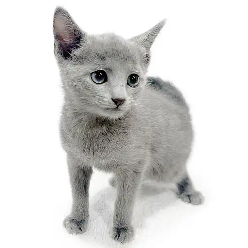 ロシアンブルー