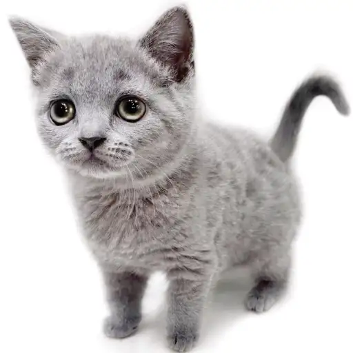 ブリティッシュショートヘア