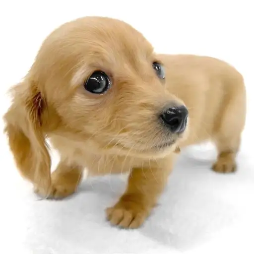 ミニチュア・ダックスフント