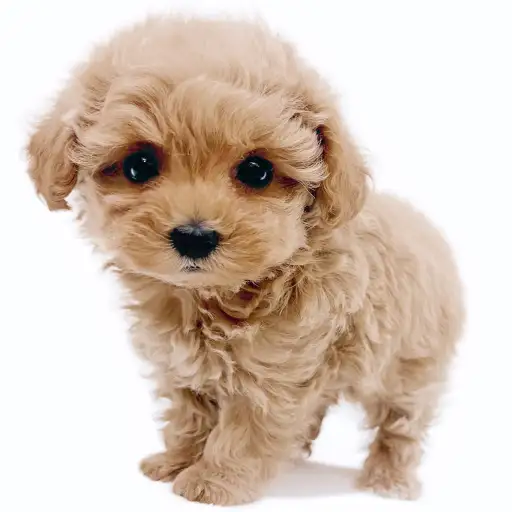 MIX（トイプードル×マルチーズ）