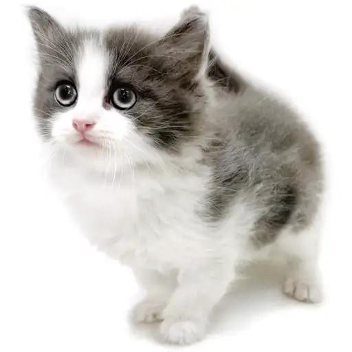 ノルウェージャンフォレストキャット