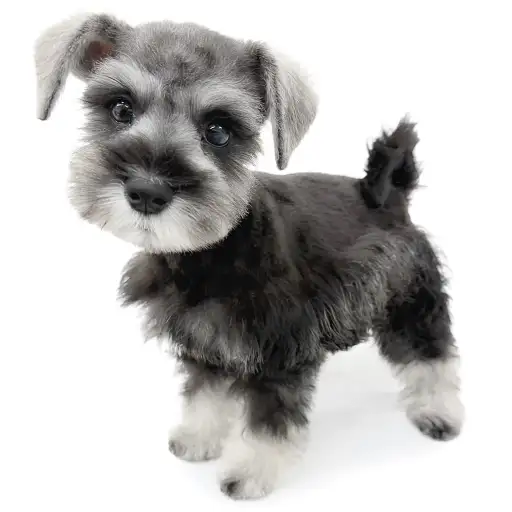 ミニチュア・シュナウザー