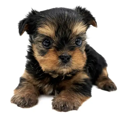 ヨークシャーテリア