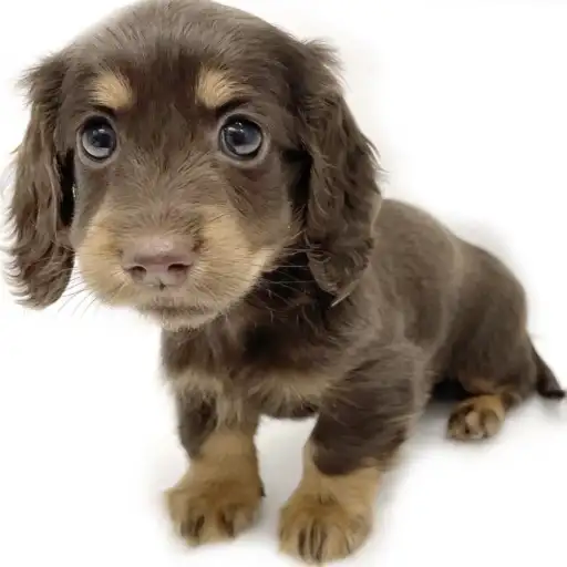 ミニチュア・ダックスフント