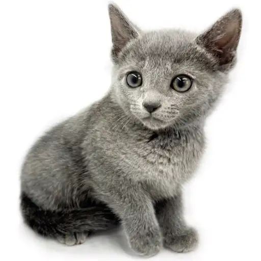 ロシアンブルー