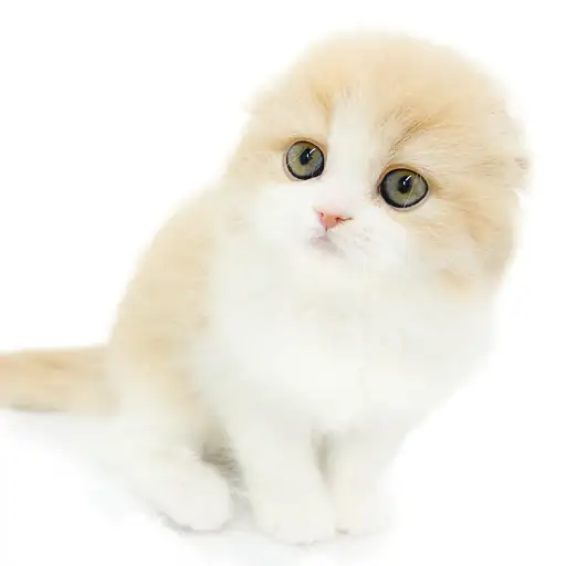 フォールデックス