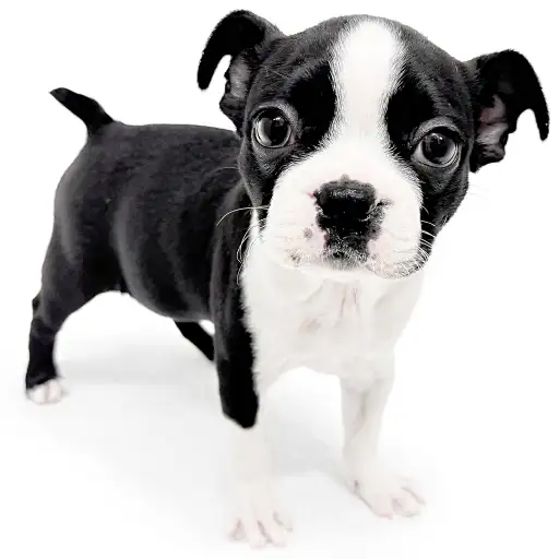 ボストンテリア