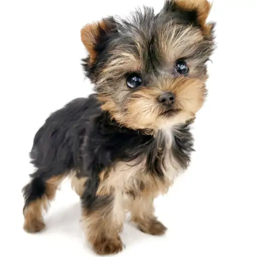 ヨークシャーテリア