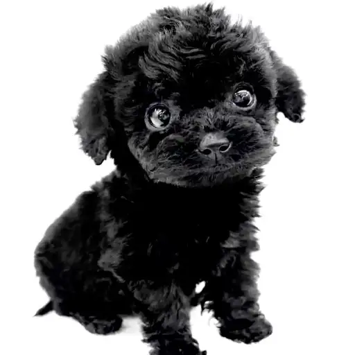 トイ・プードル