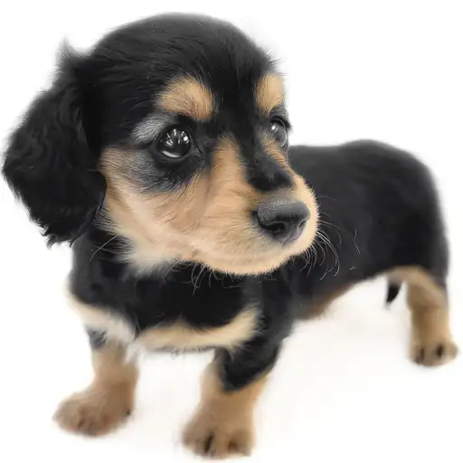 カニンヘン・ダックスフント