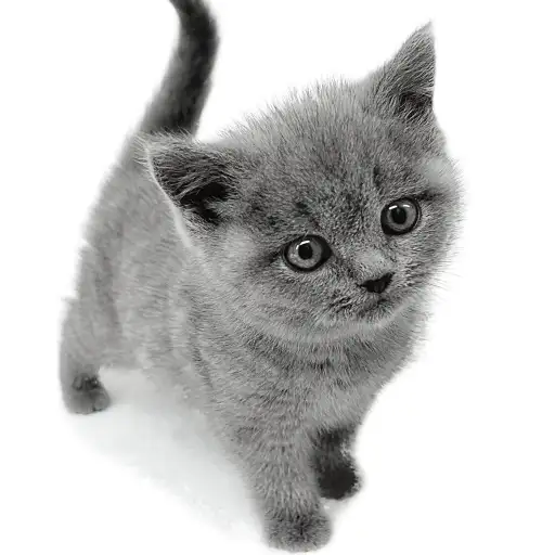 ブリティッシュショートヘア