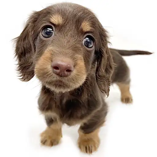 ミニチュア・ダックスフント