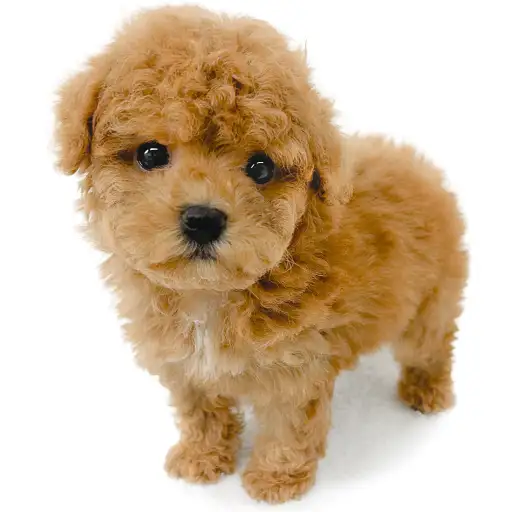 トイ・プードル