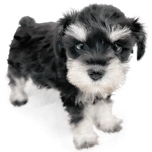 ミニチュア・シュナウザー