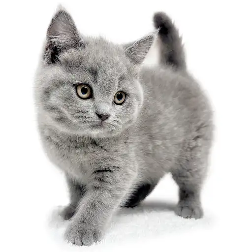 ブリティッシュショートヘア