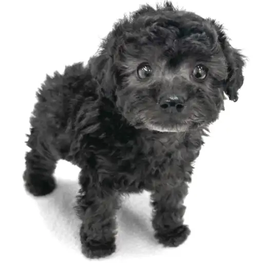 トイ・プードル