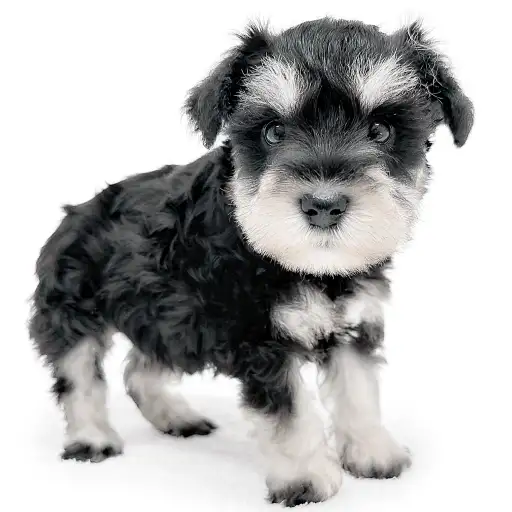 ミニチュア・シュナウザー