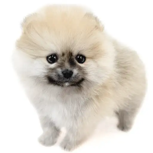 ポメラニアン