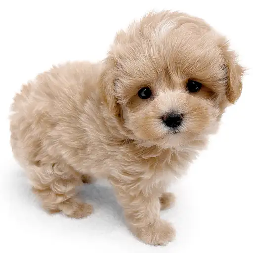 MIX（トイプードル×マルチーズ）