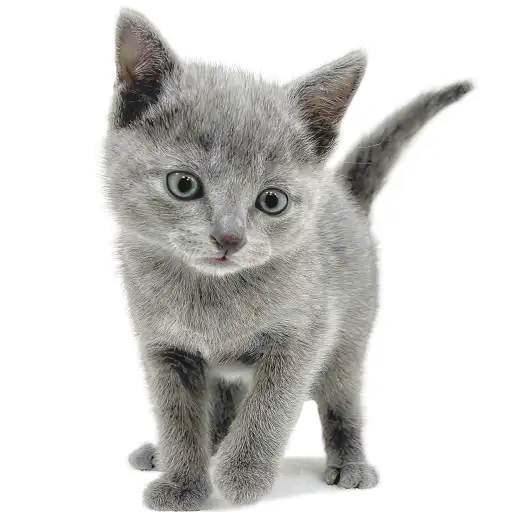 ロシアンブルー