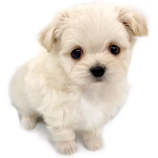 MIX（マルチーズ×チワワ）