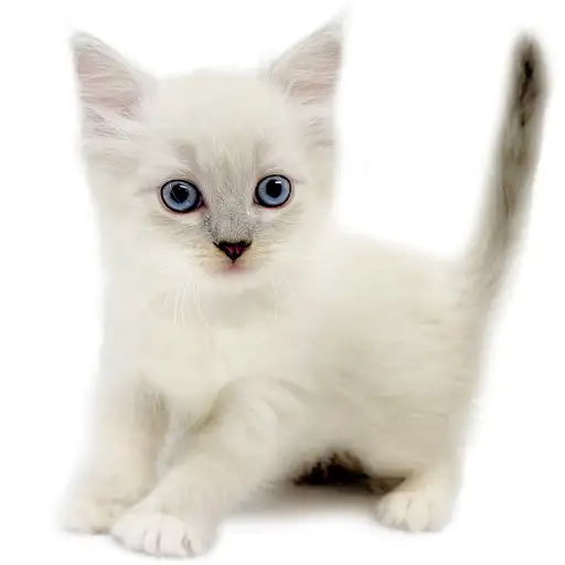 ネヴァマスカレード