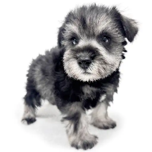 ミニチュア・シュナウザー