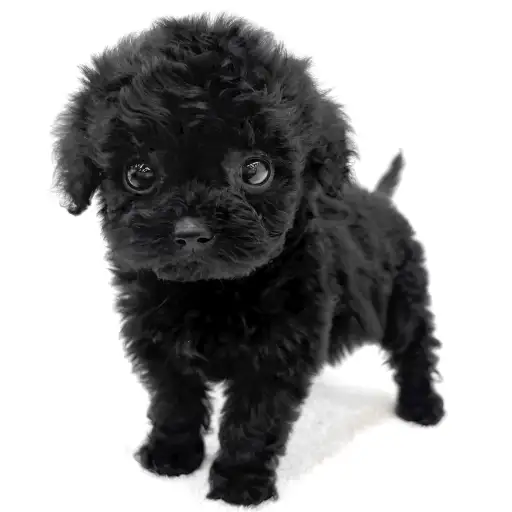 トイ・プードル