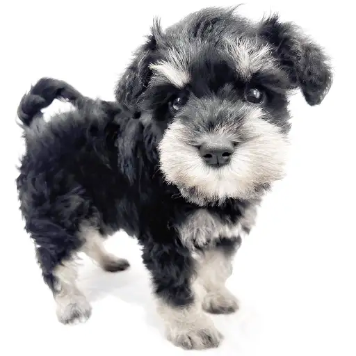 ミニチュア・シュナウザー