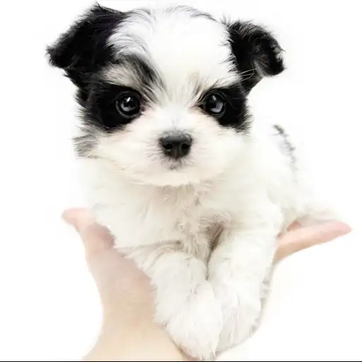 MIX（チワワ×マルチーズ）