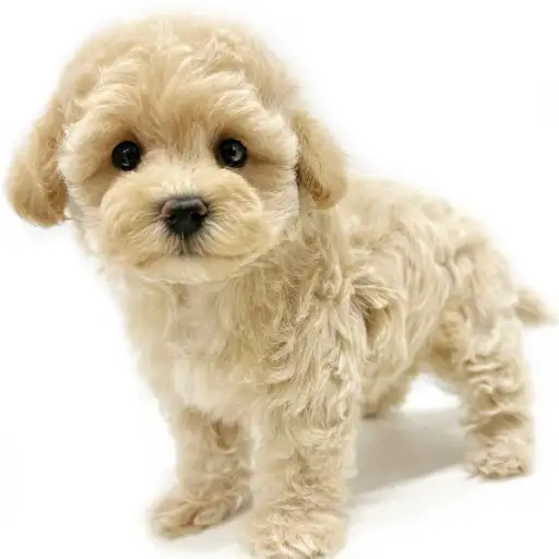 MIX（マルチーズ×トイプードル）