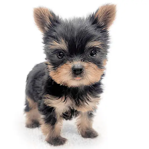 ヨークシャーテリア