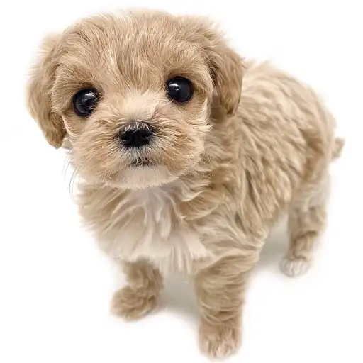 MIX（マルチーズ×トイプードル）