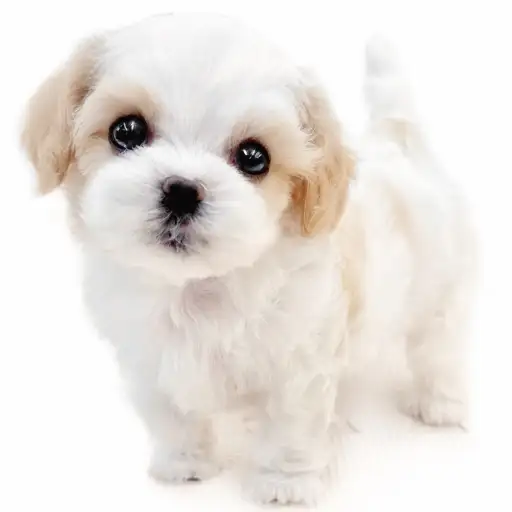 MIX（キャバリアキングチャールズスパニエル×マルチーズ）