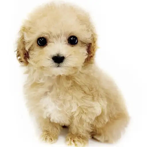 MIX（トイプードル×マルチーズ）