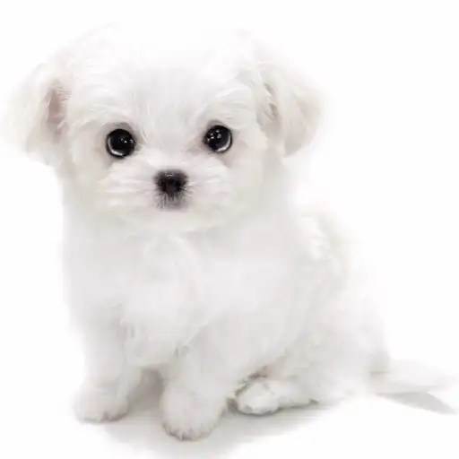 MIX（マルチーズ×チワワ）