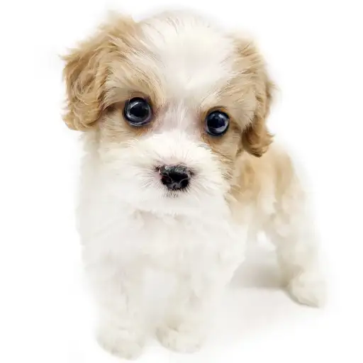 MIX（キャバリアキングチャールズスパニエル×ビションフリーゼ）