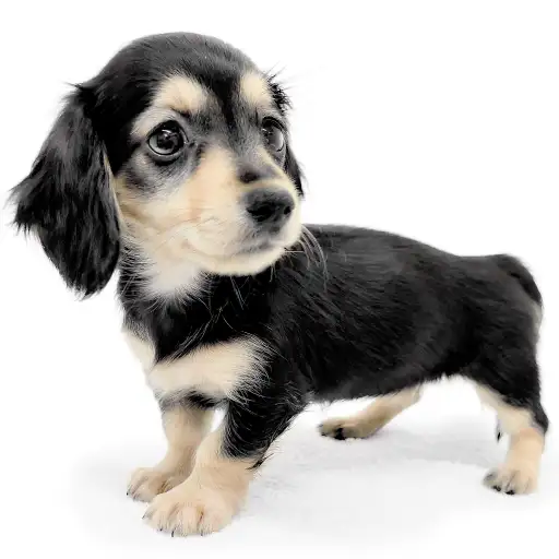 ミニチュア・ダックスフント