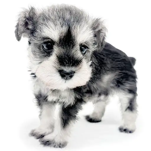 ミニチュア・シュナウザー