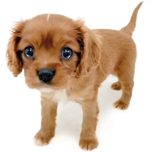 キャバリア・キングチャールズ・スパニエル